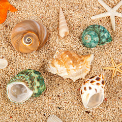 Coquilles naturelles WeDoSoy pour crabe ermite, tailles adaptées pour un ajustement confortable.