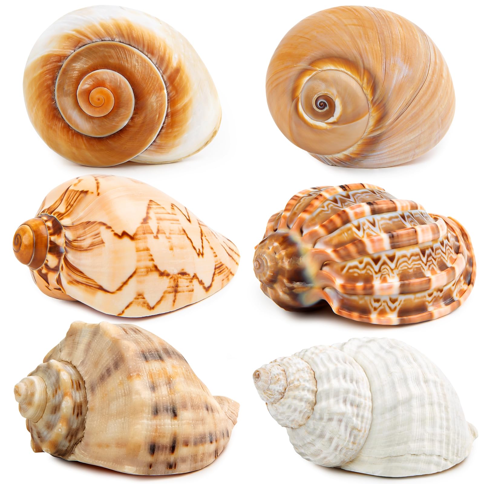 WeDoSoy coquilles hermit-crab 3 à 3,5 pouces, habitat sûr et naturel.