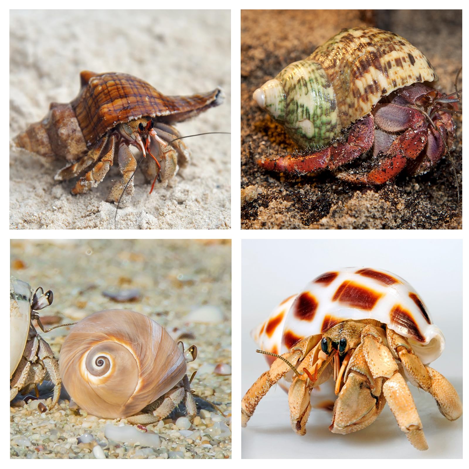 WeDoSoy coquilles hermit-crab variées pour s'adapter aux crabes moyens et grands.