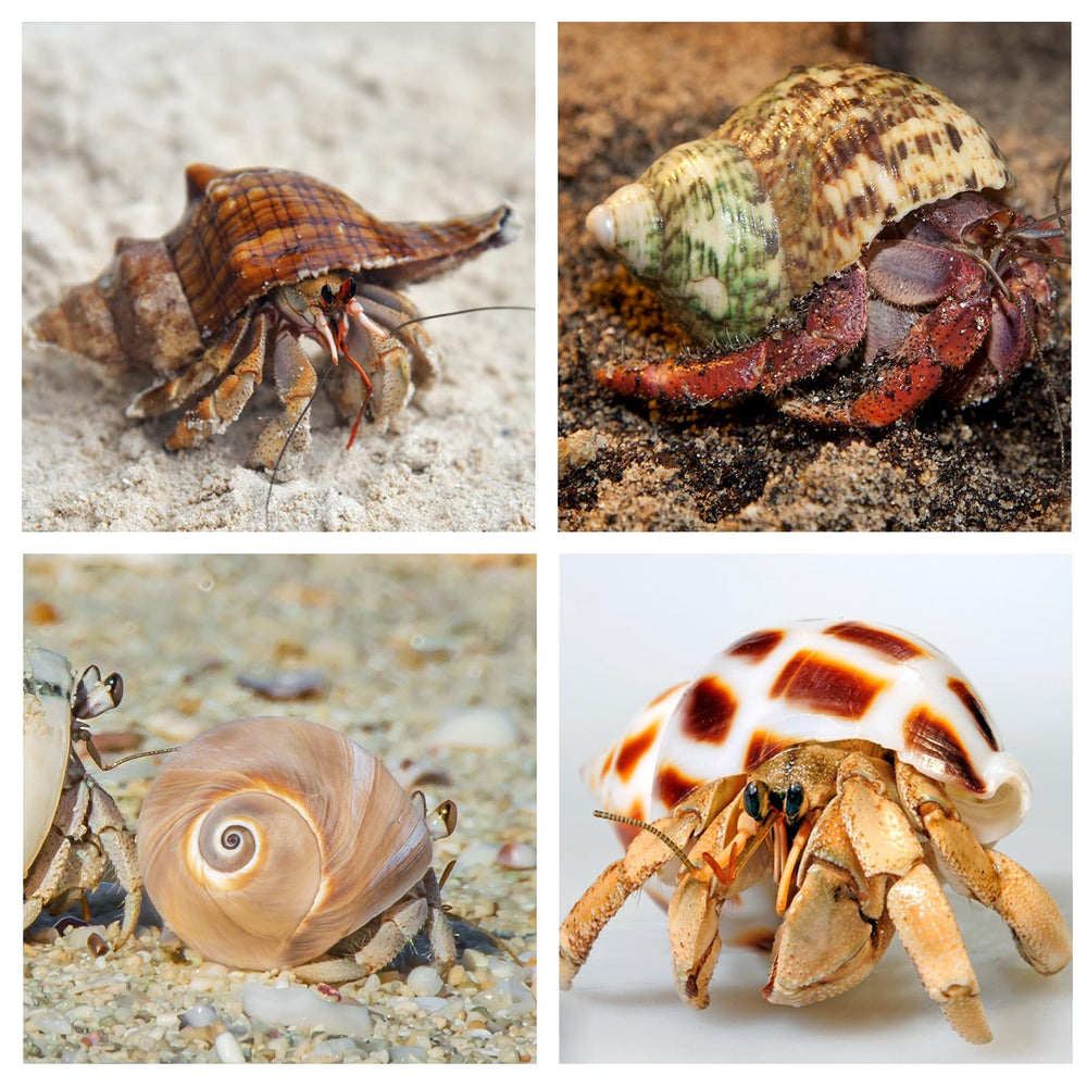 WeDoSoy coquilles hermit-crab variées pour s'adapter aux crabes moyens et grands.