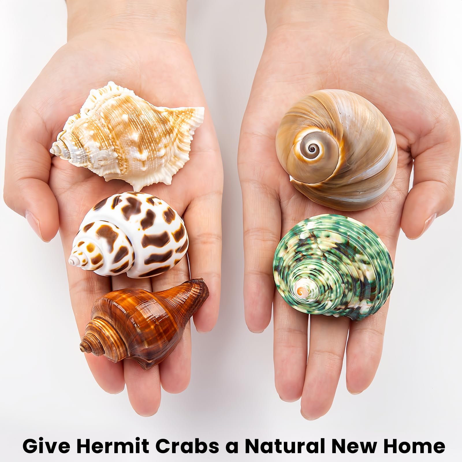 WeDoSoy coquilles hermit-crab décor plage pour décoration et projets créatifs.