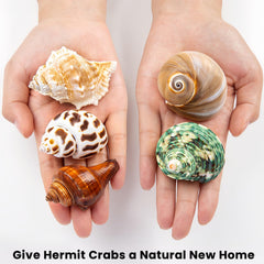 WeDoSoy coquilles hermit-crab décor plage pour décoration et projets créatifs.