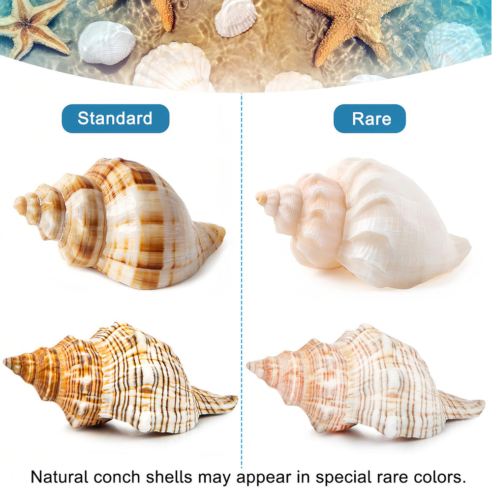 WeDoSoy ensemble coquilles hermit-crab – lot de 5 pièces pour choix varié.
