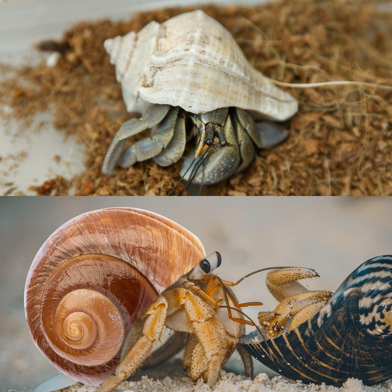 WeDoSoy coquilles hermit-crab de qualité naturelle et durable.