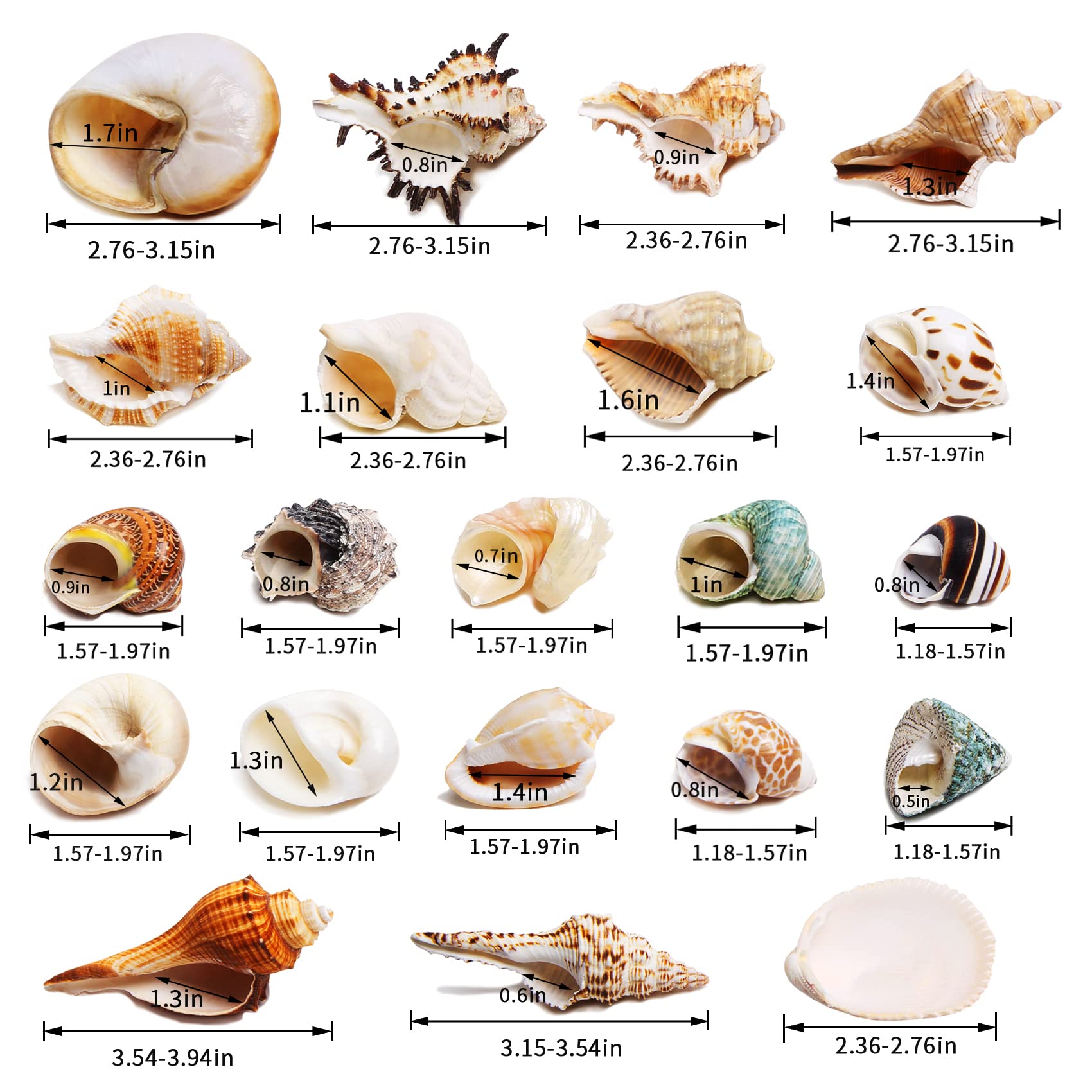 WeDoSoy coquilles naturelles polies – surface lisse pour sécurité des crabes.