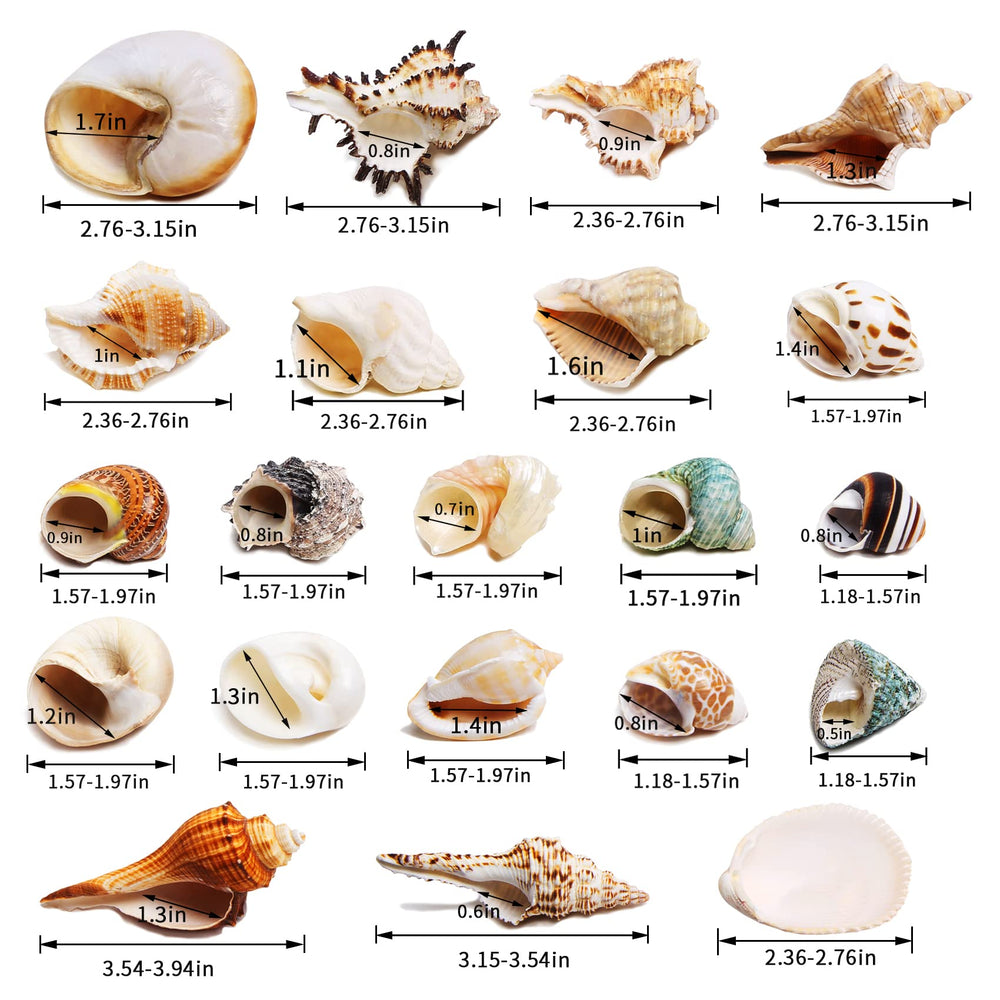 WeDoSoy coquilles naturelles polies – surface lisse pour sécurité des crabes.