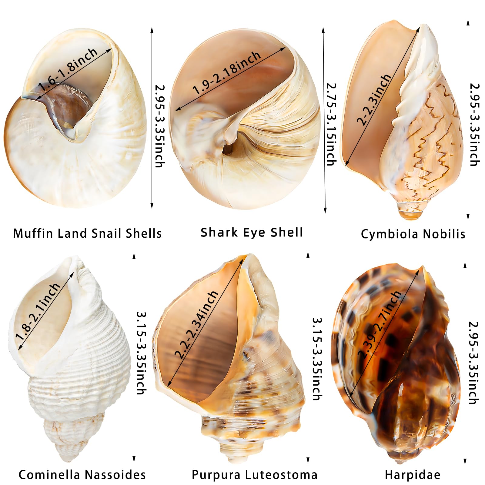 WeDoSoy coquilles naturelles mer grandes pour décoration et habitat.