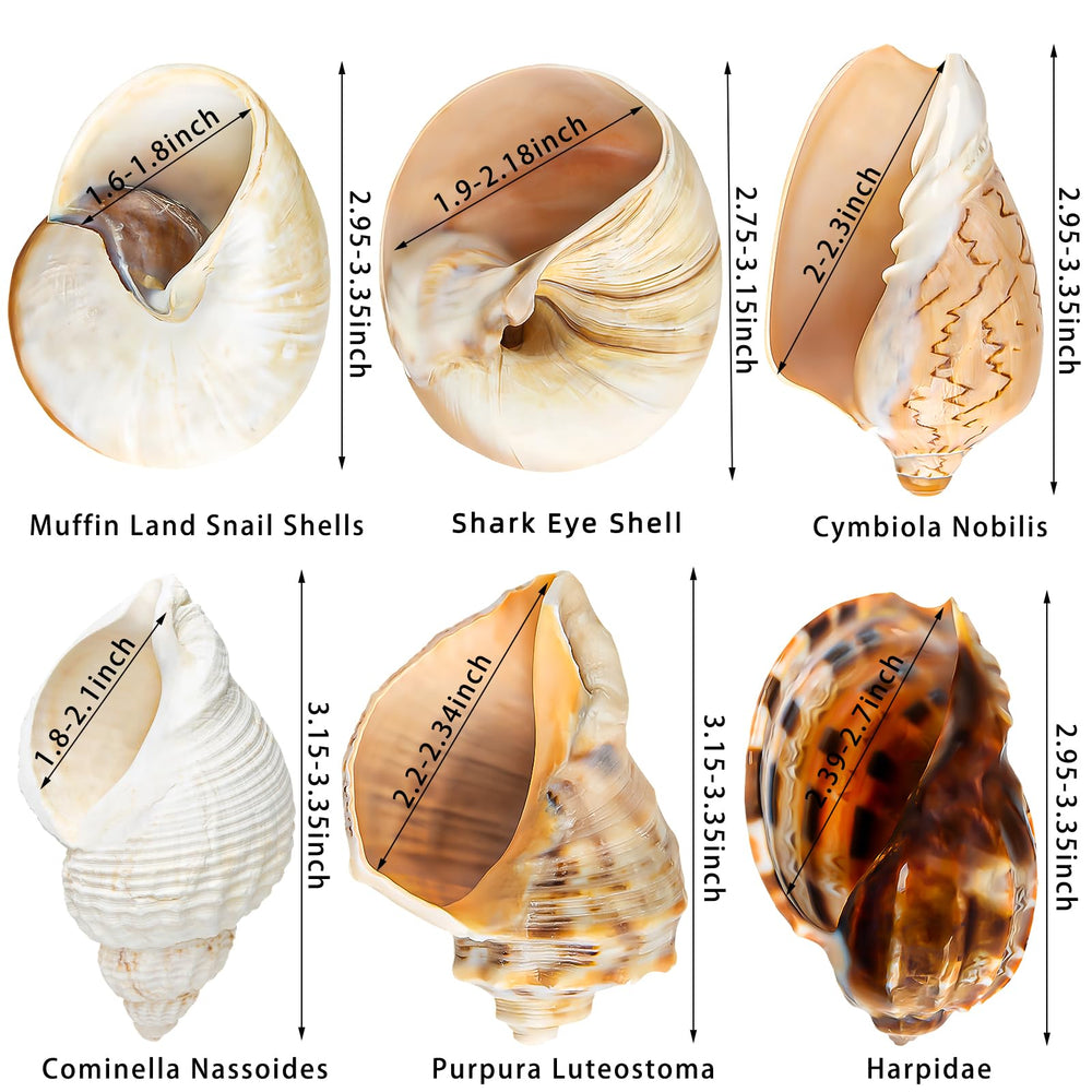 WeDoSoy coquilles naturelles mer grandes pour décoration et habitat.