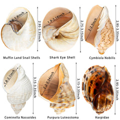 WeDoSoy coquilles naturelles mer grandes pour décoration et habitat.