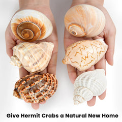 WeDoSoy coquilles hermit décoratives pour plage et DIY.