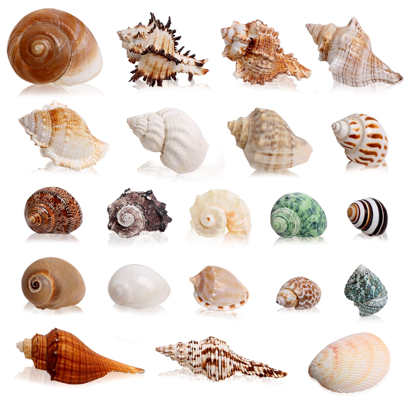 WeDoSoy 21 coquilles crabe ermite – assortiment adapté à toutes tailles.