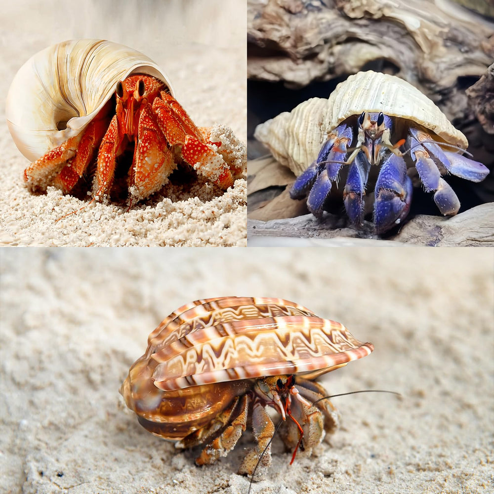 WeDoSoy ensemble de coquilles grandes pour plusieurs crabes hermits.
