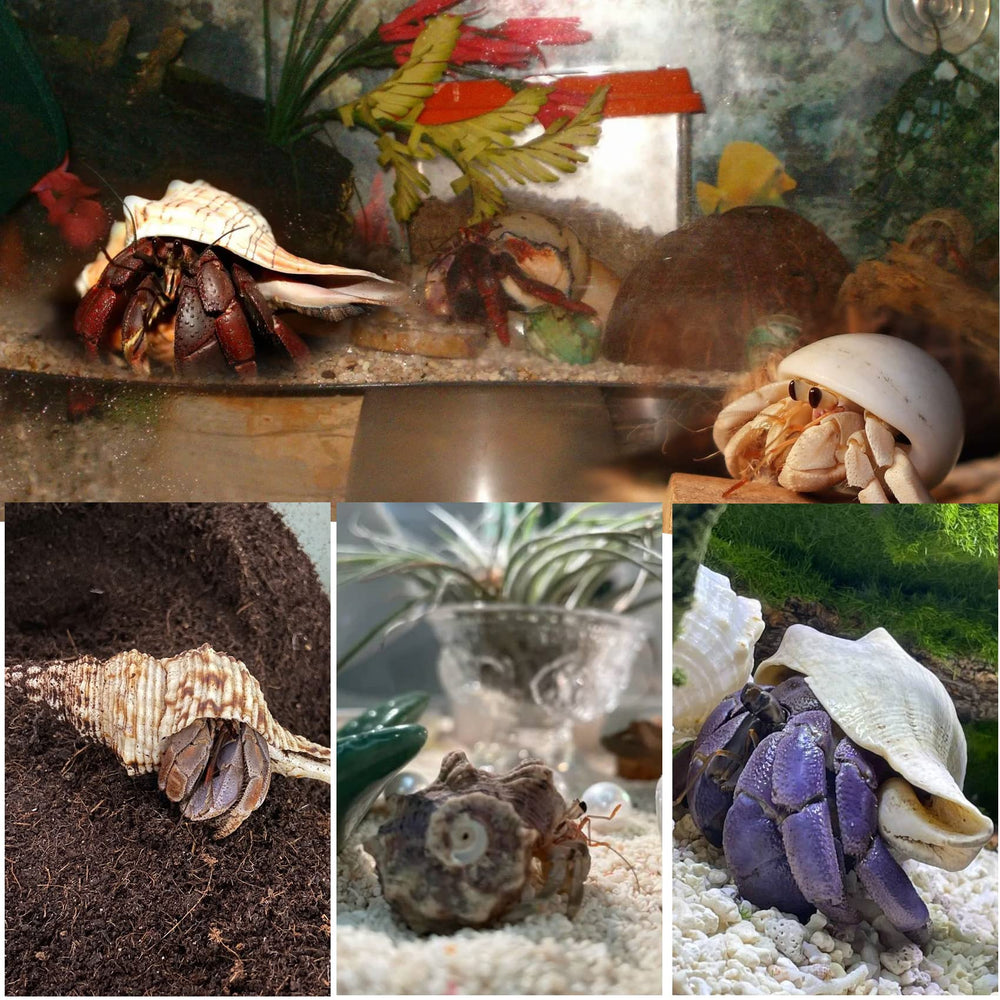 WeDoSoy coffret élégant – cadeau parfait pour amoureux des crabes ermite.
