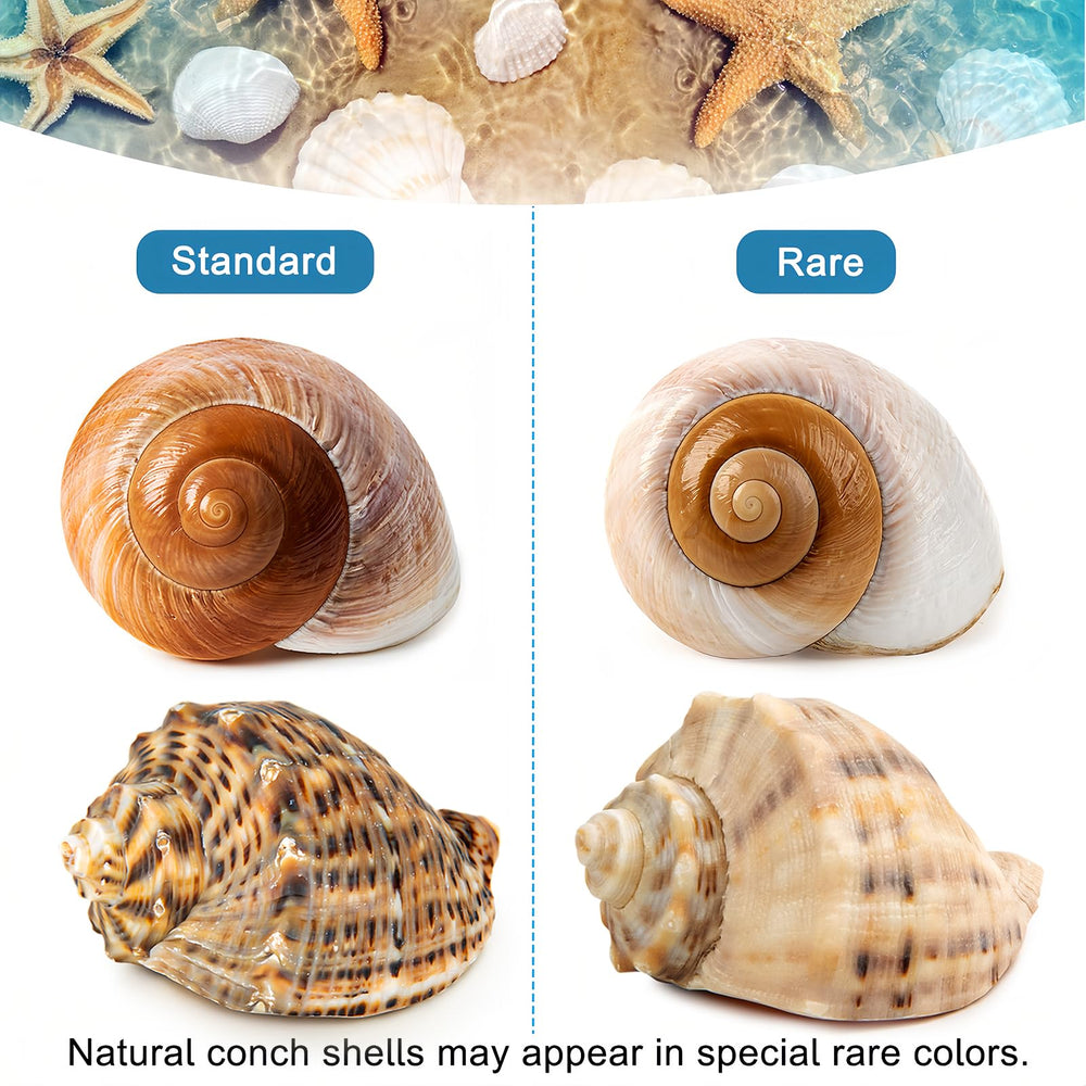 WeDoSoy coquilles marines naturelles idéales pour bricolage et décoration.