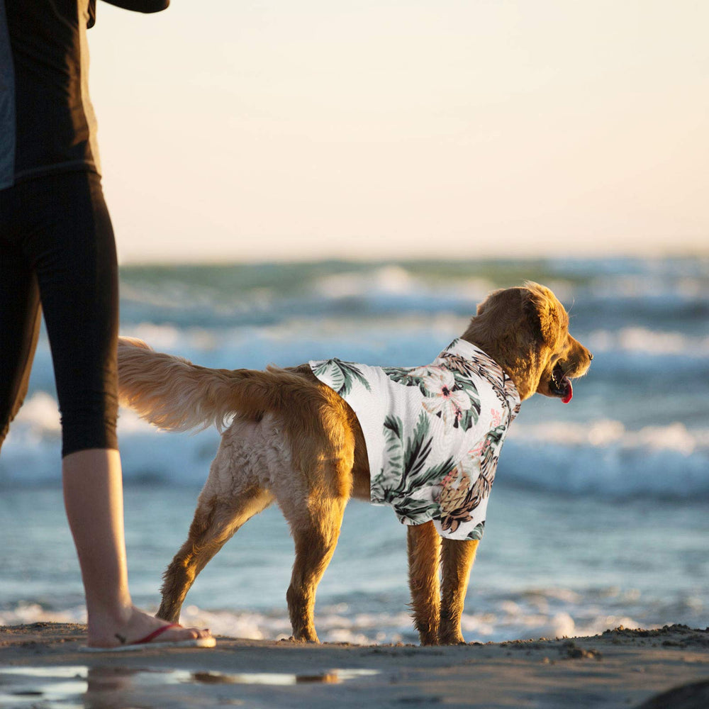 Weewooday haut estival turquoise fleuri, garde votre chien frais en été.