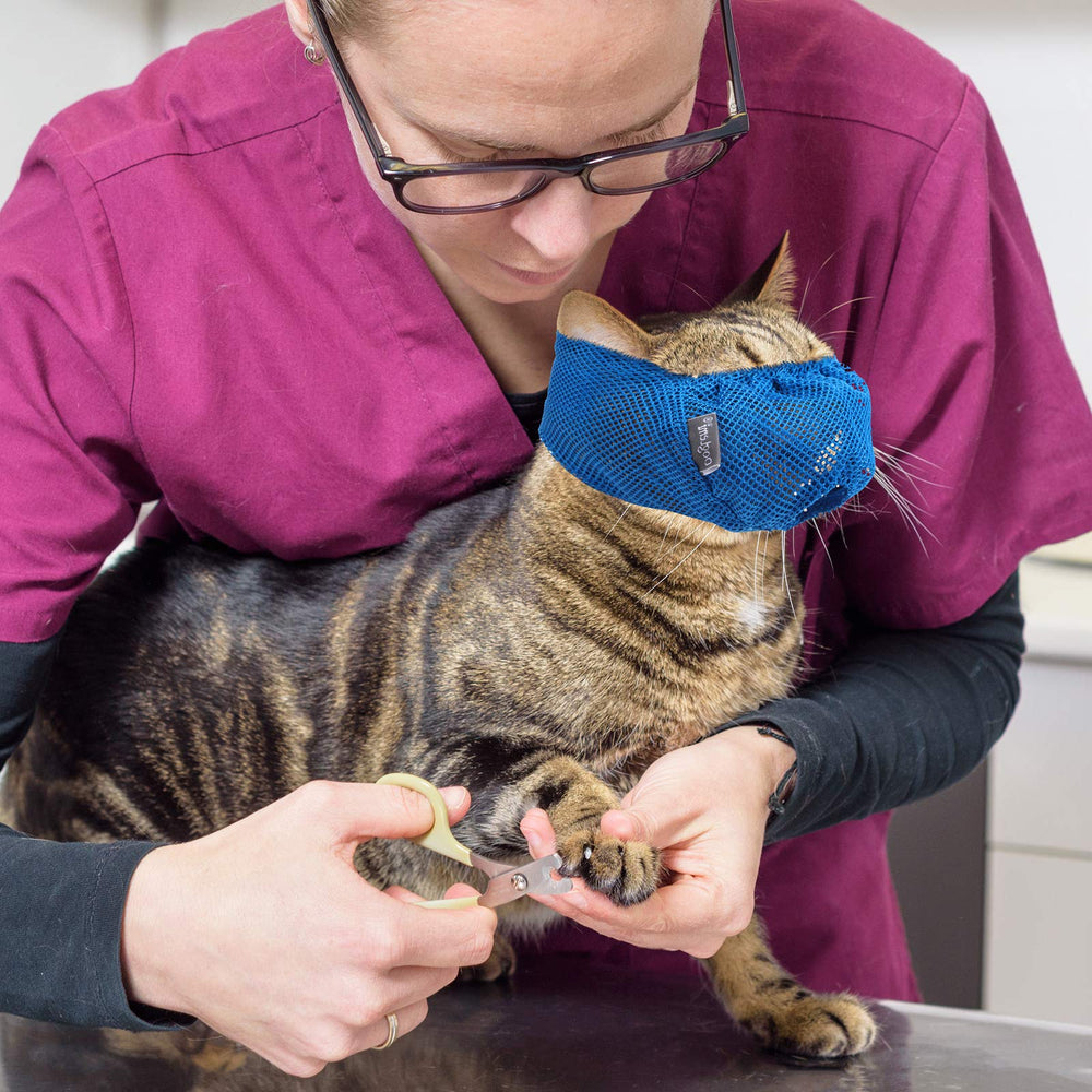 Weewooday sécurité chat à domicile lors des sorties