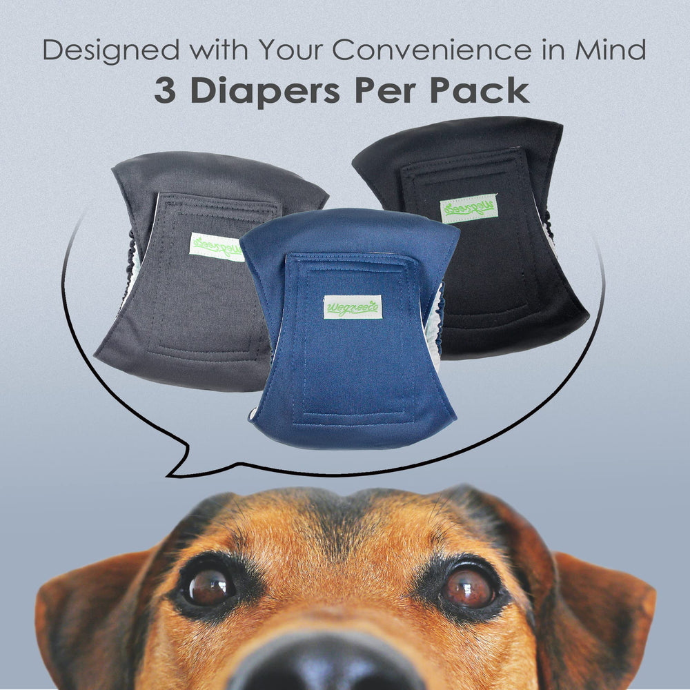 Wegreeco bande ventrale chien charbon, absorption intégrée et propreté durable.