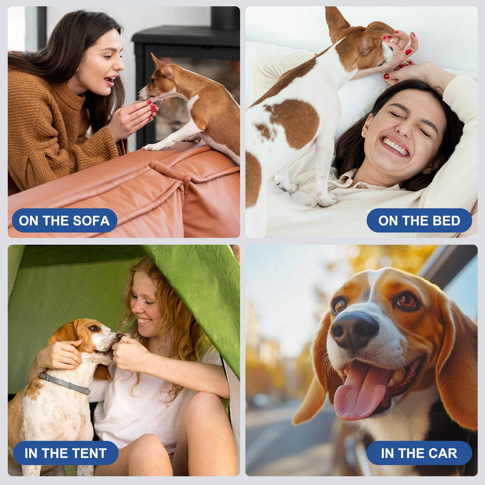 Wegreeco: chien heureux portant les couches réutilisables en quotidien.