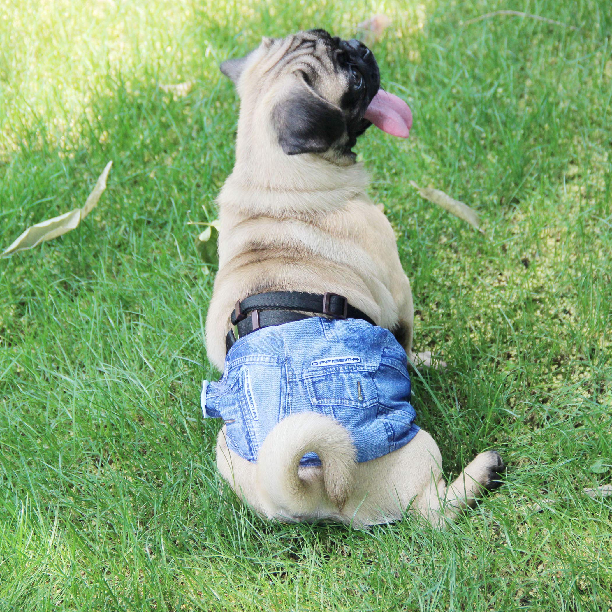 Utilisation quotidienne: chiots et chiens en apprentissage gagnent en confort.