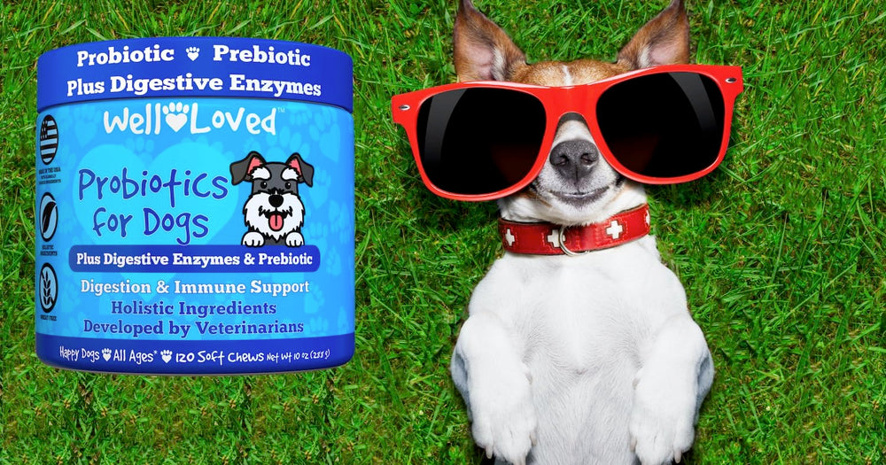 Well Loved Probiotiques pour Chiens — support digestif et confort après repas.