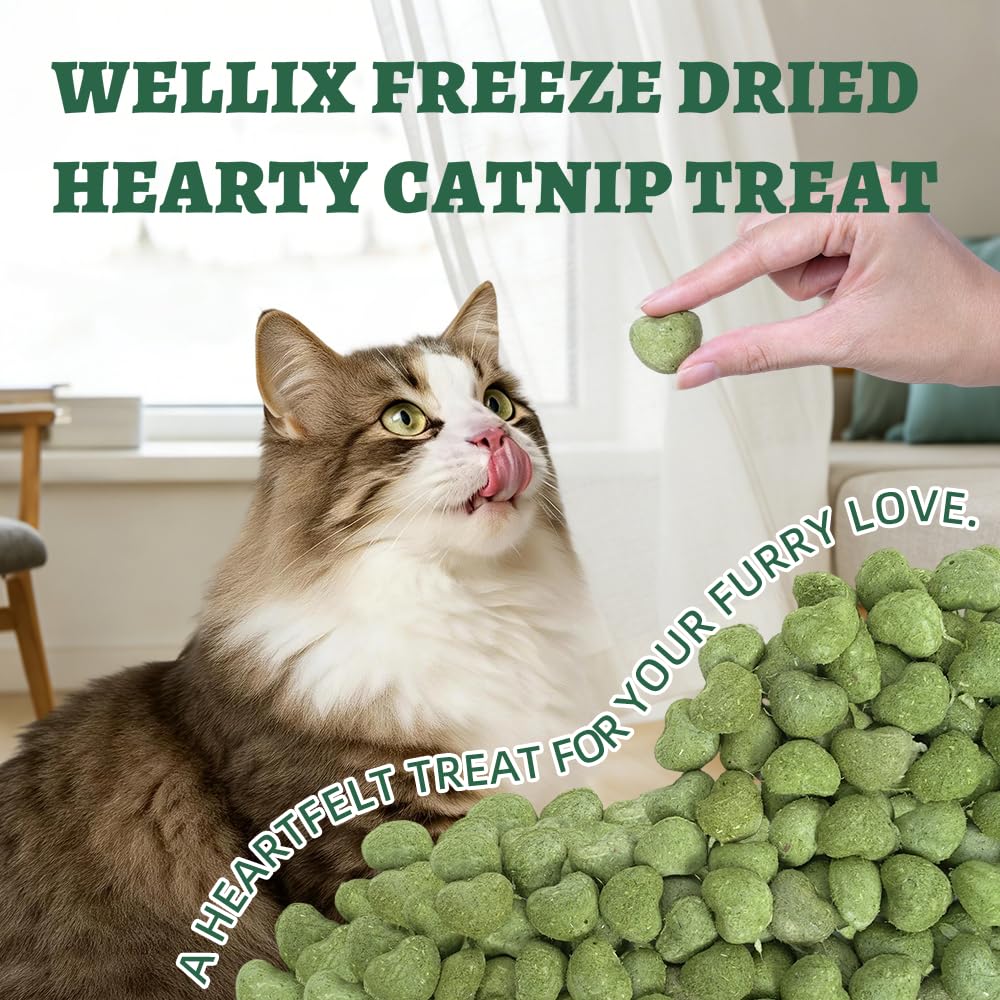 Conçu pour chats d’intérieur, idéal pour stimuler l’appétit et le bien-être