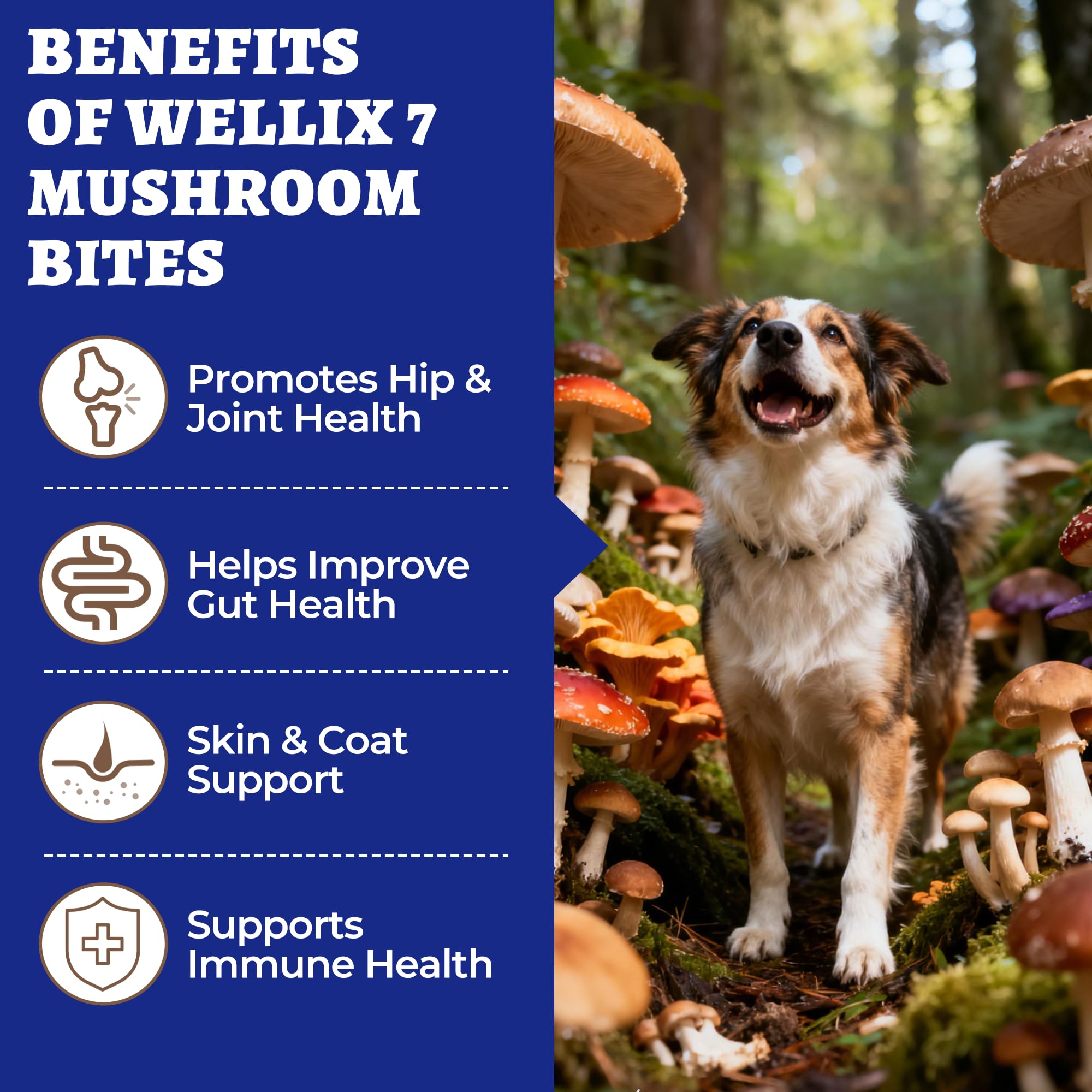Wellix ingrédients naturels sans additifs pour chiens.