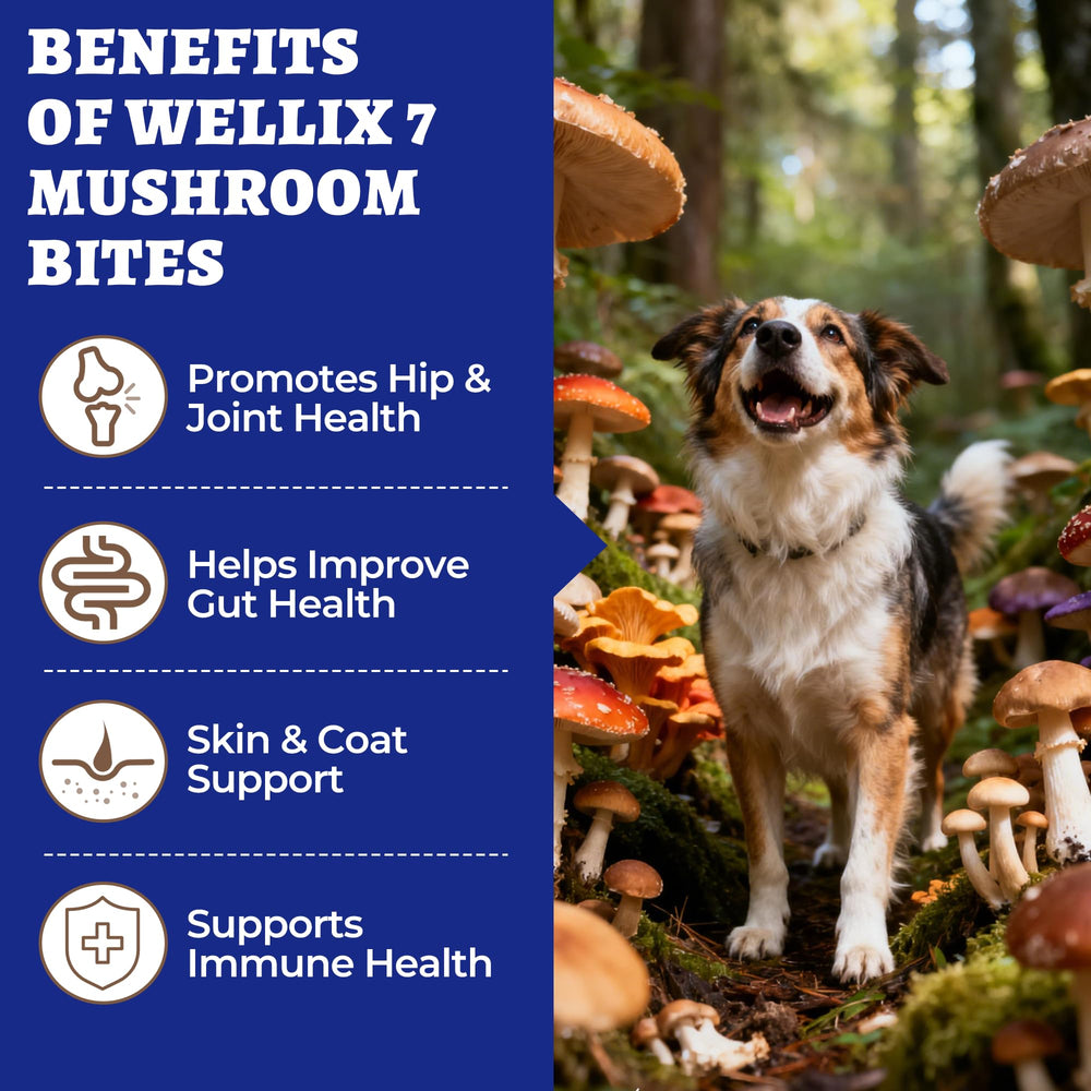 Wellix ingrédients naturels sans additifs pour chiens.