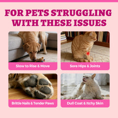 Wellix Poudre collagène chats et chiens – efficacité sur le pelage brillant