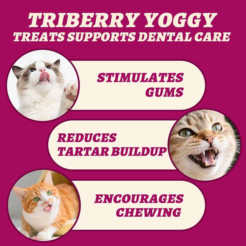 Friandises Wellix pour chat – douceur et nutrition.