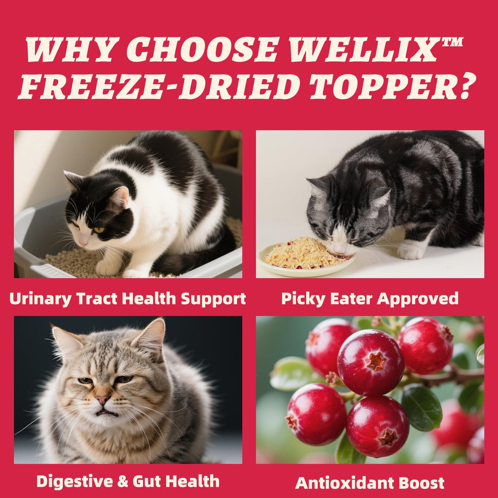 Wellix Topper Chat Poulet Séché: saveur naturelle pour récompenser votre chat