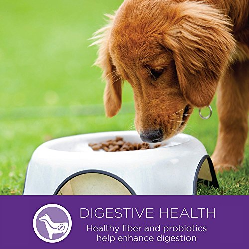 Wellness Complete Health repas quotidien savoureux pour chien adulte