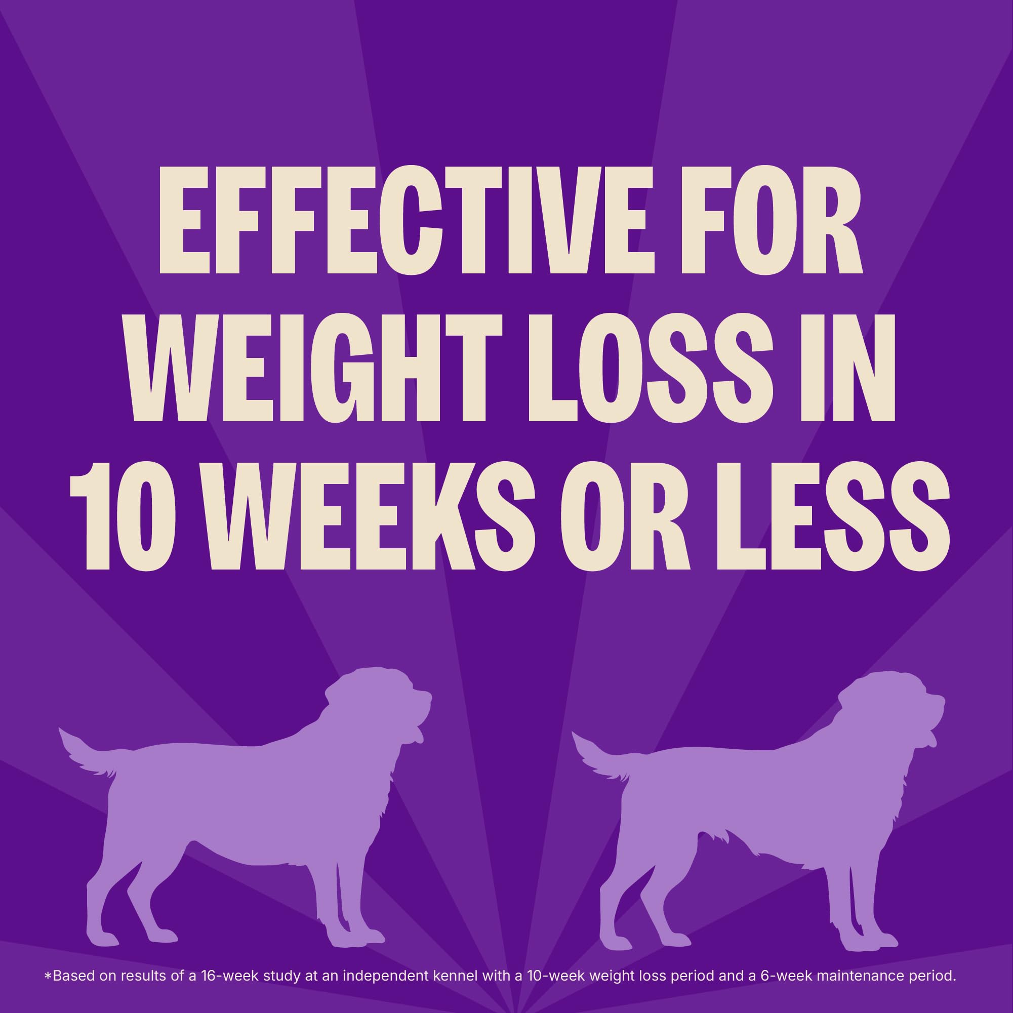 Chien de petite race mangeant Wellness CORE croquettes équilibrées.