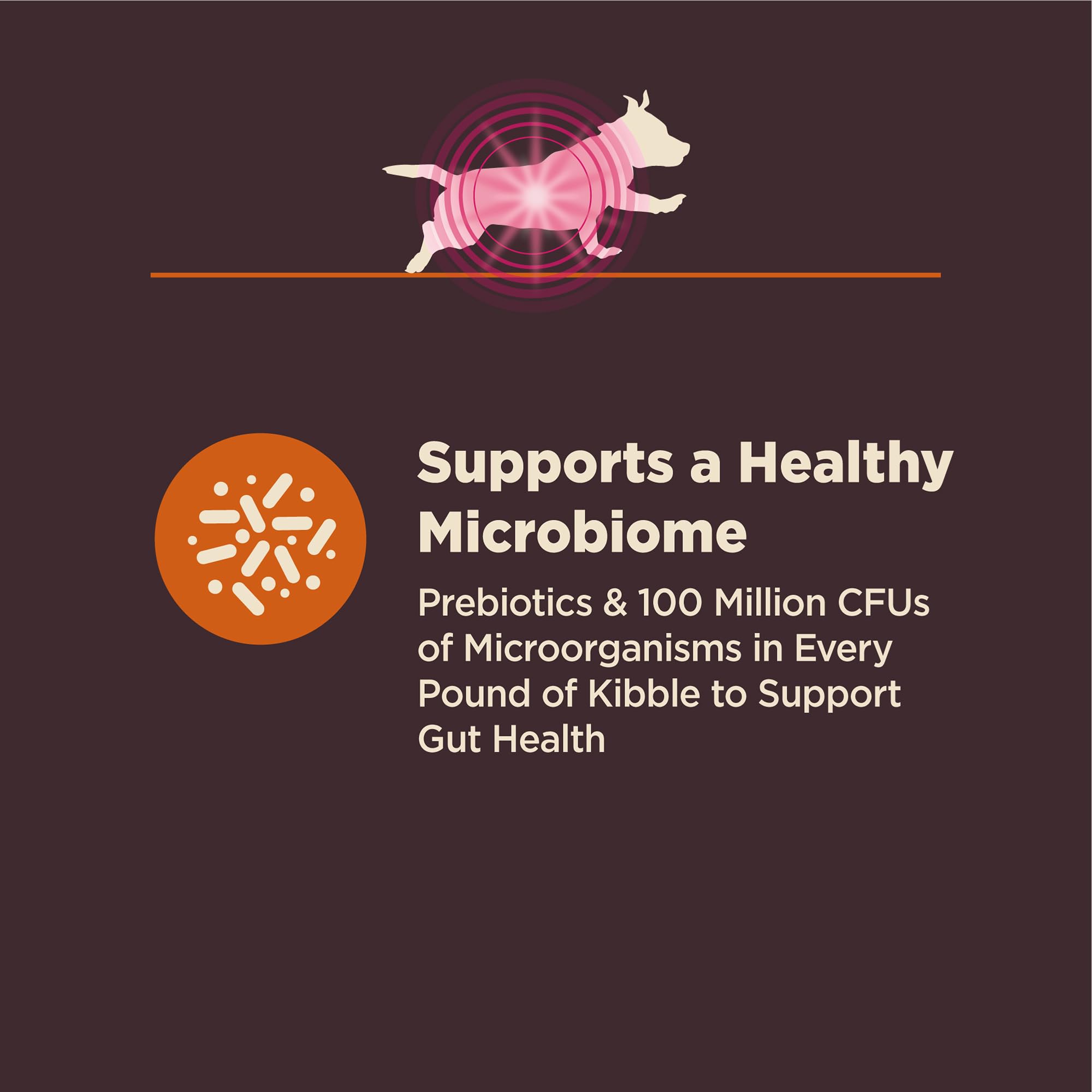 Probiotiques enrobés Wellness CORE – probiotiques inclus dans les croquettes.