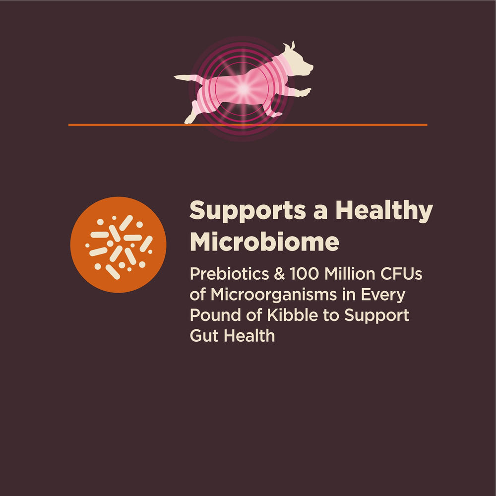 Probiotiques enrobés Wellness CORE – probiotiques inclus dans les croquettes.