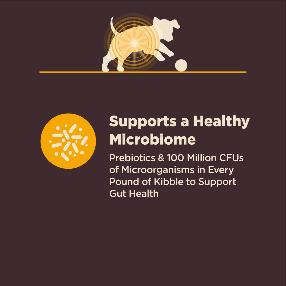 Wellness CORE Digestive Health, fibres prébiotiques dans la croquette, soutien microbiome.
