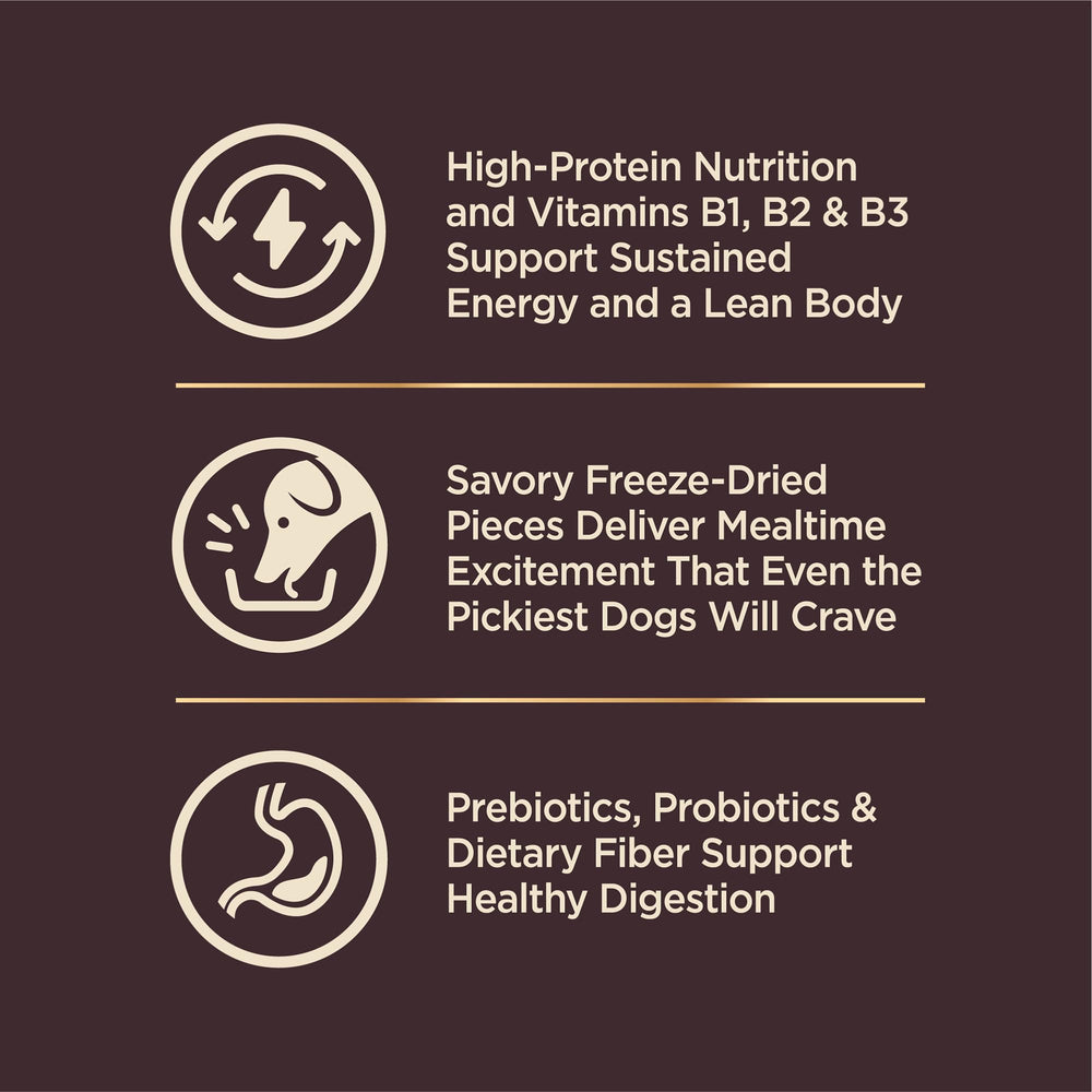 Bol chien petite race avec Wellness CORE+ pour repas savoureux.