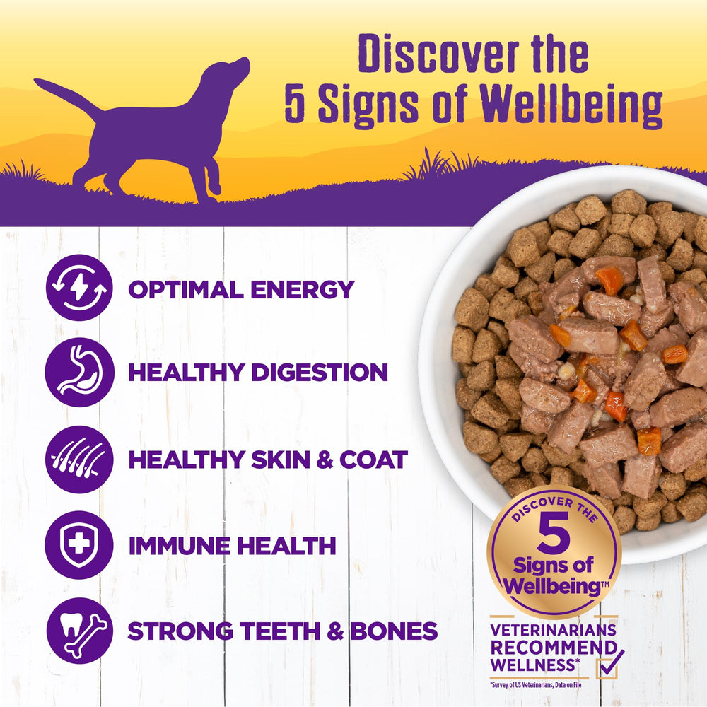 Wellness: sauce mijotée dinde, repas appétissant pour chien.
