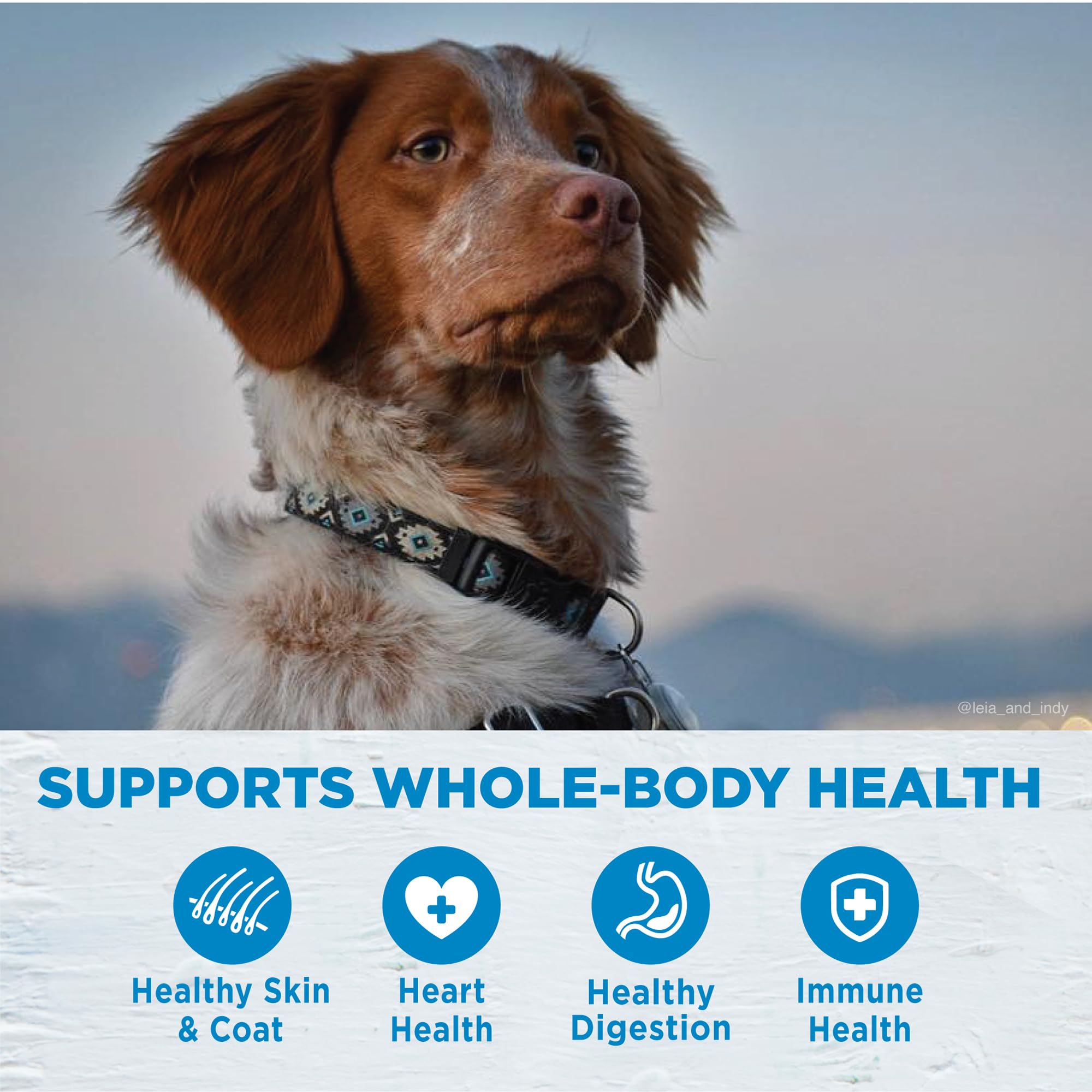 Protéine saumon unique pour petit chien dans Wellness Simple.