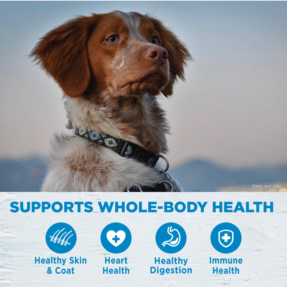 Protéine saumon unique pour petit chien dans Wellness Simple.