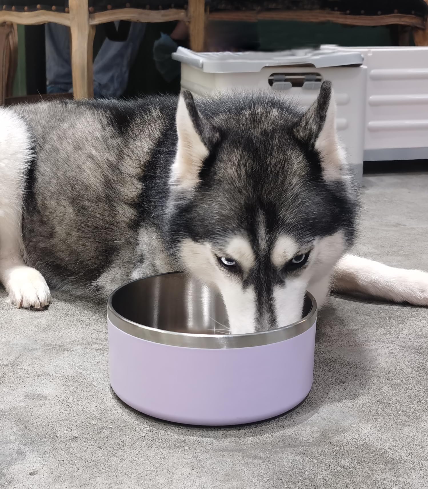Bol Wenbokmin chien à fond plat anti-renversement, idéal pour les repas.