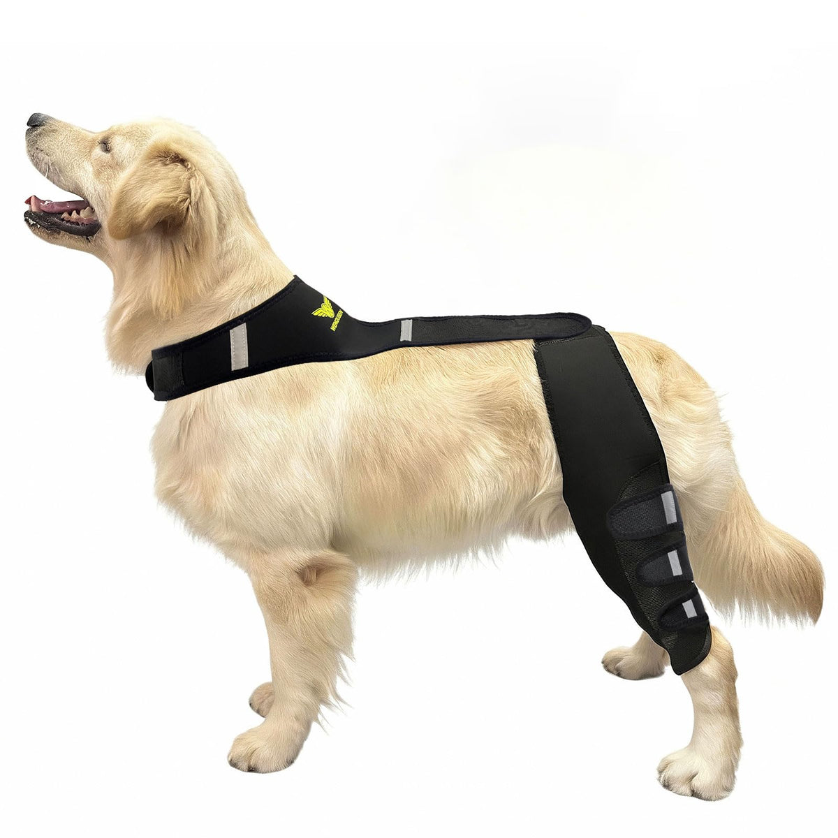 WENQUSEN Attelle genou chien — soutien ciblé pour récupération après blessure