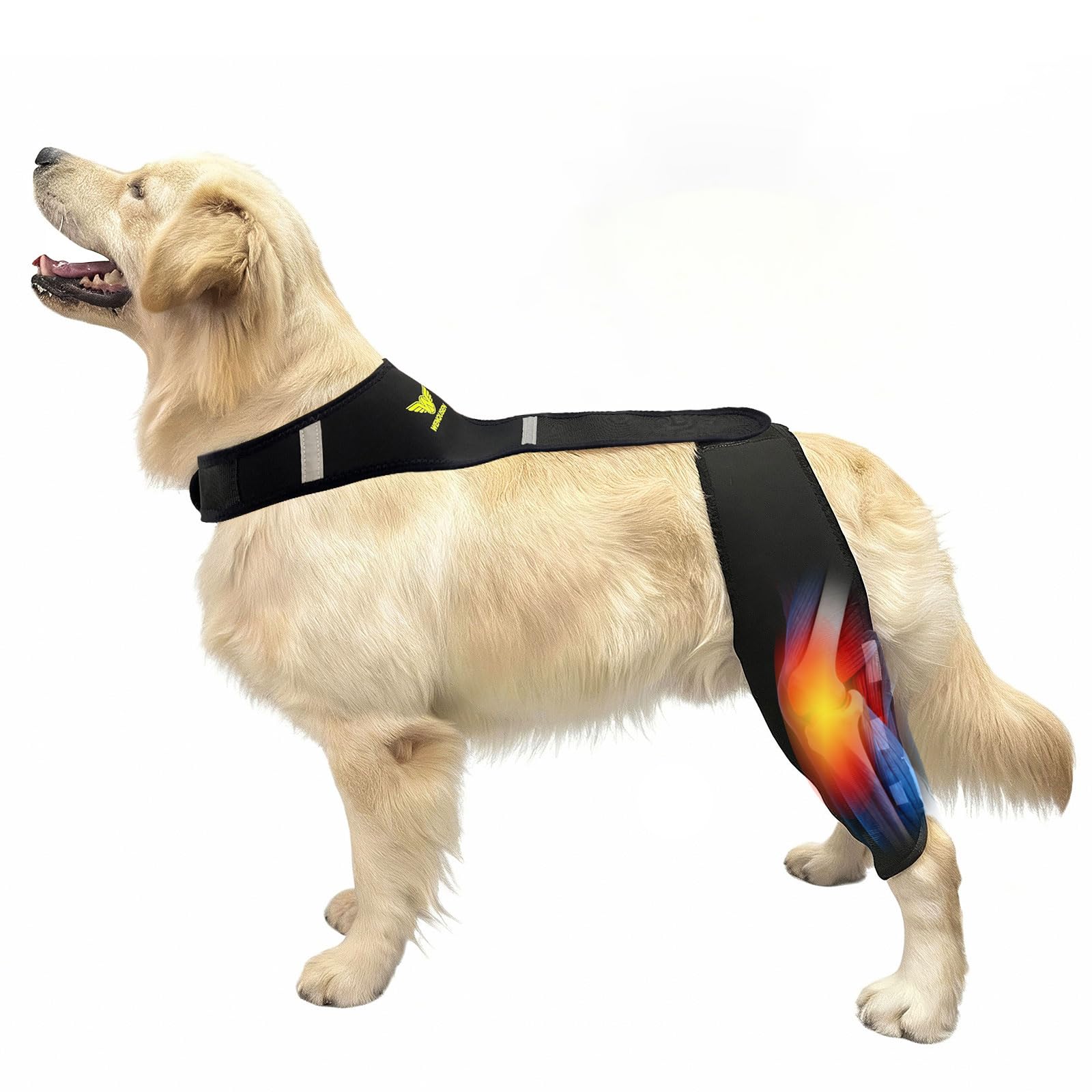 Orthèse genou chien WENQUSEN, soutien stable et mobilité retrouvée.