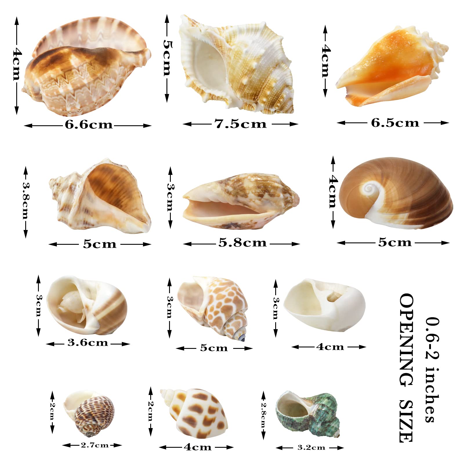 Coquilles turbo WEOXPR formes variées pour personnaliser l'habitat marin