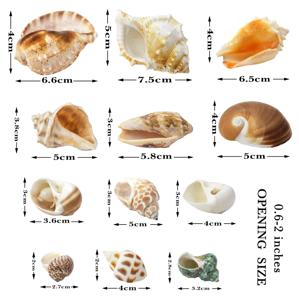 Coquilles turbo WEOXPR formes variées pour personnaliser l'habitat marin