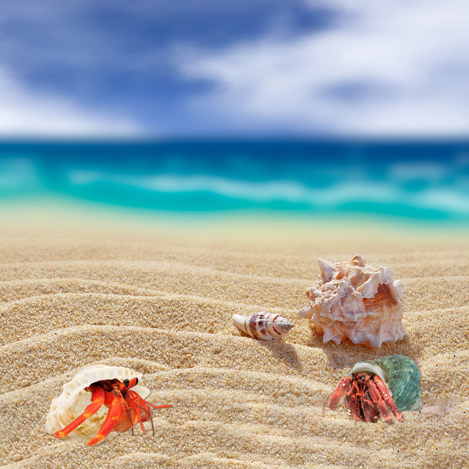 Décor thème plage avec coquilles WEOXPR