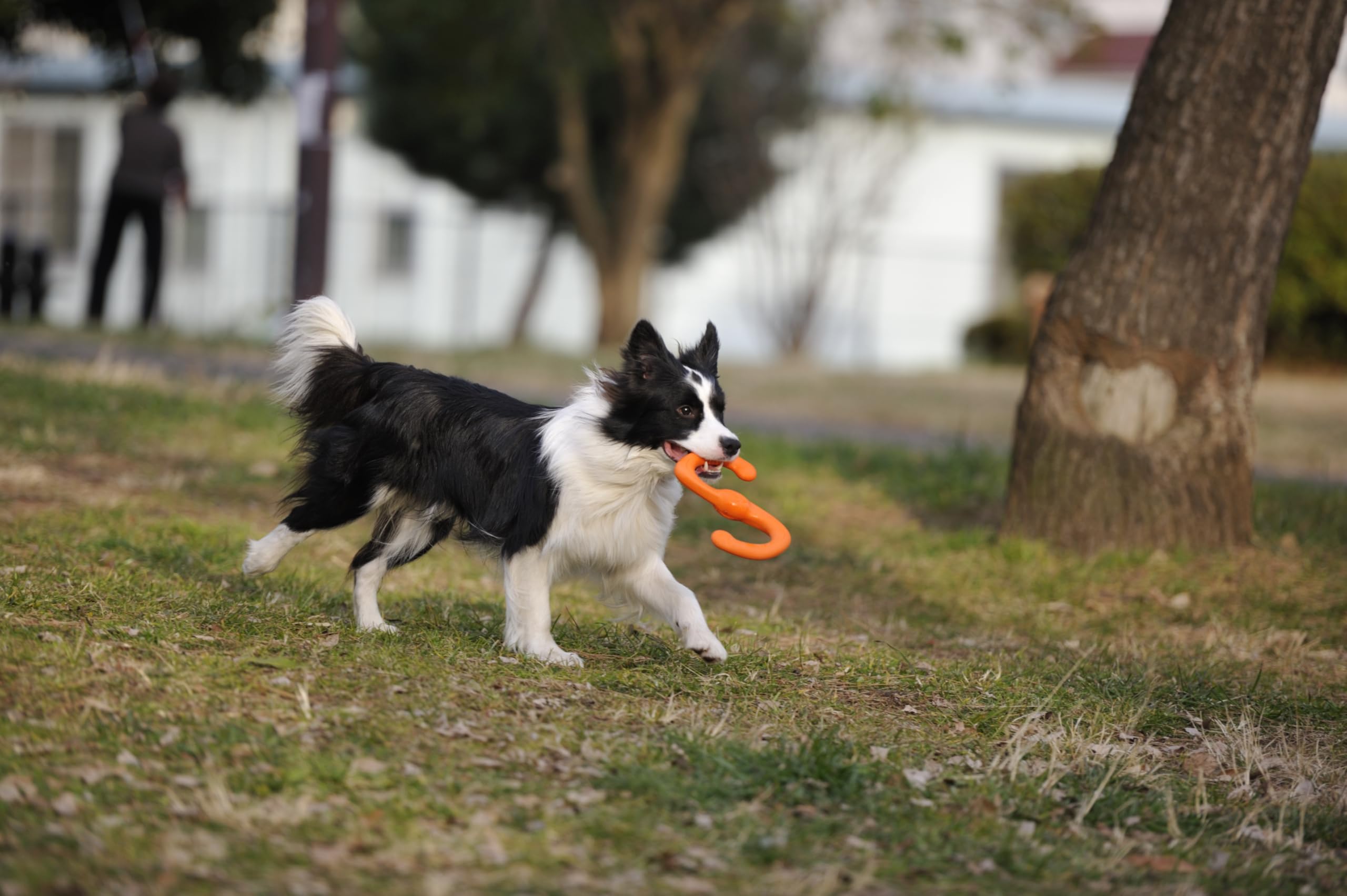WEST PAW Bumi – jouet interactif pour jeux entre deux chiens ou humain et chien.