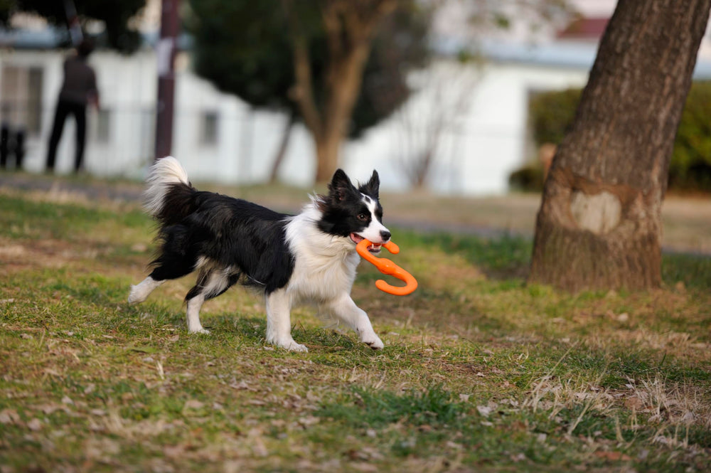 WEST PAW Bumi – jouet interactif pour jeux entre deux chiens ou humain et chien.