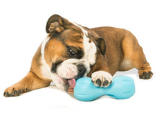 West Paw Qwizl, matériel Zogoflex durable, sécurité et longévité assurées.