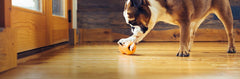 West Paw Qwizl, prise en main facile pour chiens de toutes tailles.