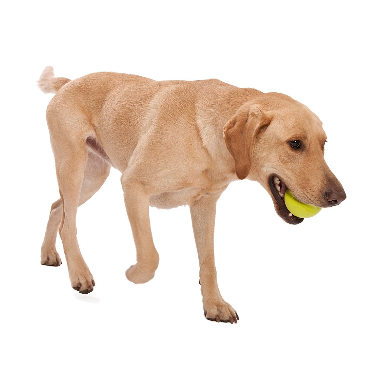 Jouet durable et mordant WEST PAW Zogoflex Jive Ball pour chiens enthousiastes.